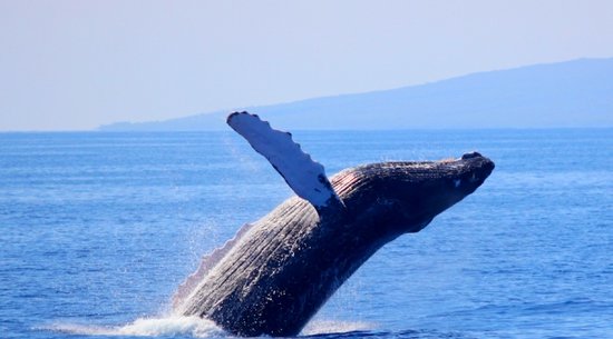 Pacific Whale Foundation: Maui Whale Watching Tour