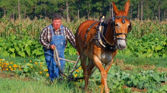 L.W. Paul Living History Farm: Myrtle Beach History