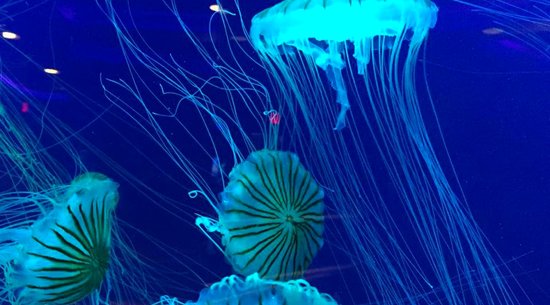 Ripley’s Aquarium Myrtle Beach: Attractions in Myrtle Beach