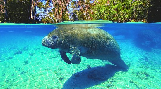 Swim with Manatees in Crystal River, FL