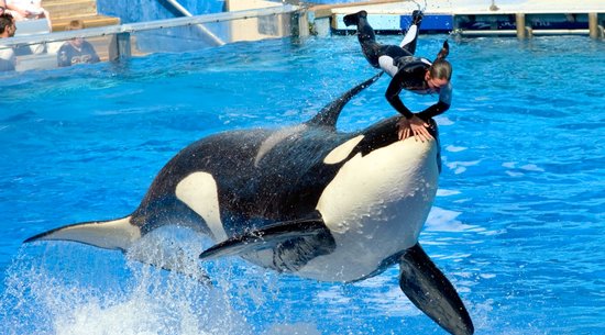 Killer Whale Show at SeaWorld Orlando