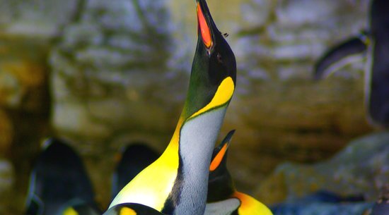 Penguins at SeaWorld Orlando