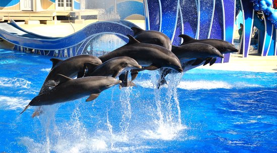 Dolphin Show at SeaWorld Orlando