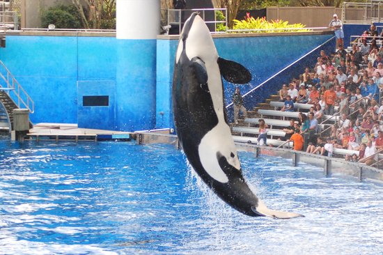 One Ocean Killer Whale Tricks at SeaWorld Orlando