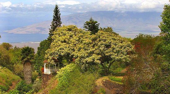 Kula Botanical Gardens: Maui Adventures