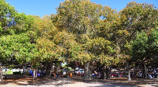 Lahaina Banyan Tree in front of the Lahaina Courthouse