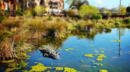 Alligator Adventure: Myrtle Beach Attractions