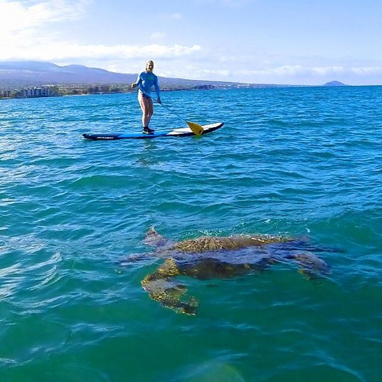 Stand Up Paddle on Maui: Turtle in the Ocean