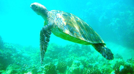 Makena Landing: Maui Sea Turtles