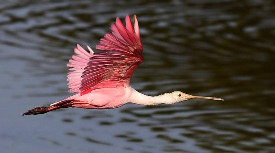 Huntington Beach State Park: Myrtle Beach Nature Tours