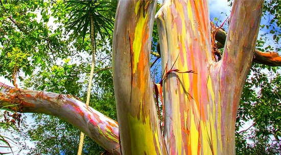 Rainbow Eucalyptus Tree on the Road to Hana