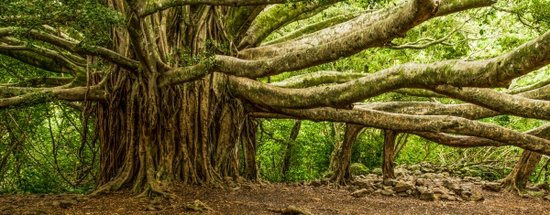 Pipiwai Trail Banyan Tree, Maui Hikes