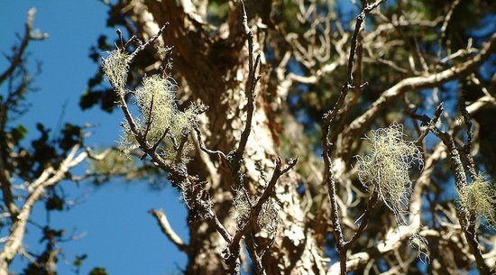 Hosmer Grove Maui Hikes