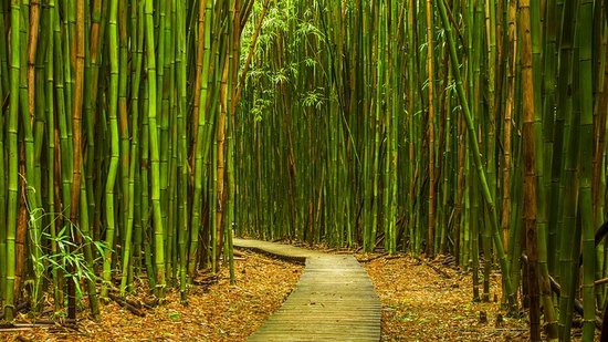 Bambo Forest Maui Hikes