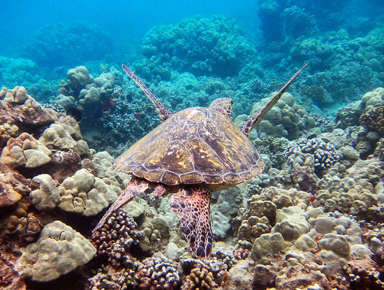 Coral Reefs Maui: Maui Excursions