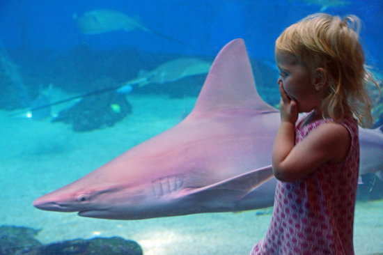 Maui Ocean Center