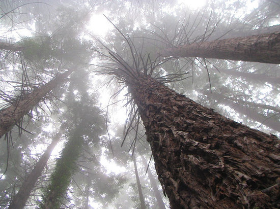 Redwood Trail Maui Hikes